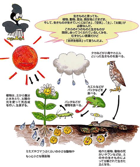 自然界 動物|日本の自然環境と生きもののつながり 